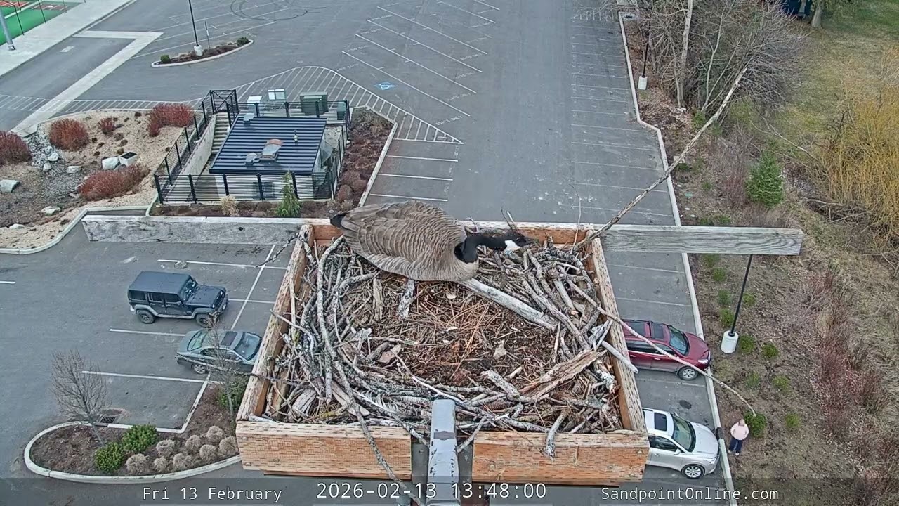 2026-02-13 Sandpoint Online - Osprey Nest Time-lapse