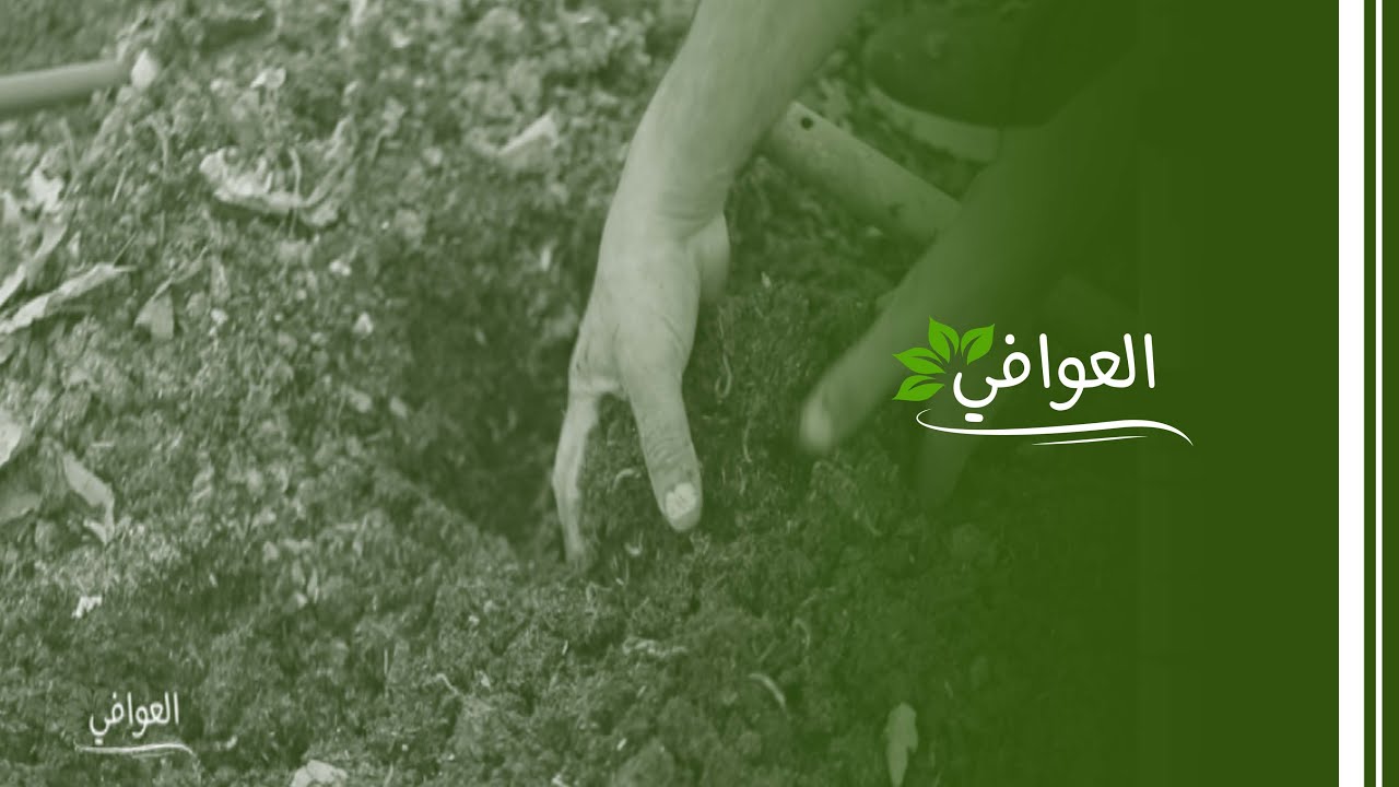 العوافي - سماد الفيرمي كمبوست