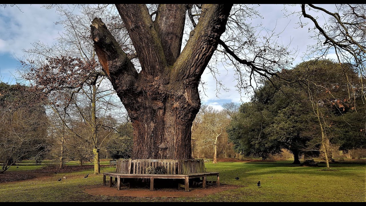 The Bench Under The Oak Tree