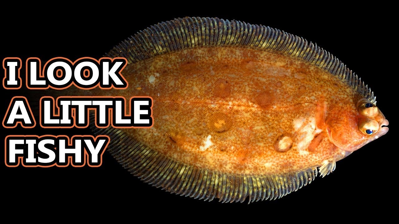 Факты о камбале: однобокая рыба 🐟 Файлы с фактами о животных