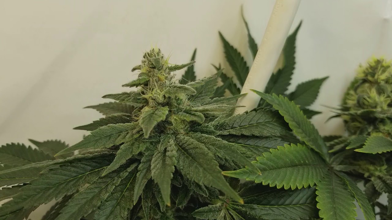 CHEAP MARIJUANA GROW 🔥🌱 LIT GROWING 🌱🔥