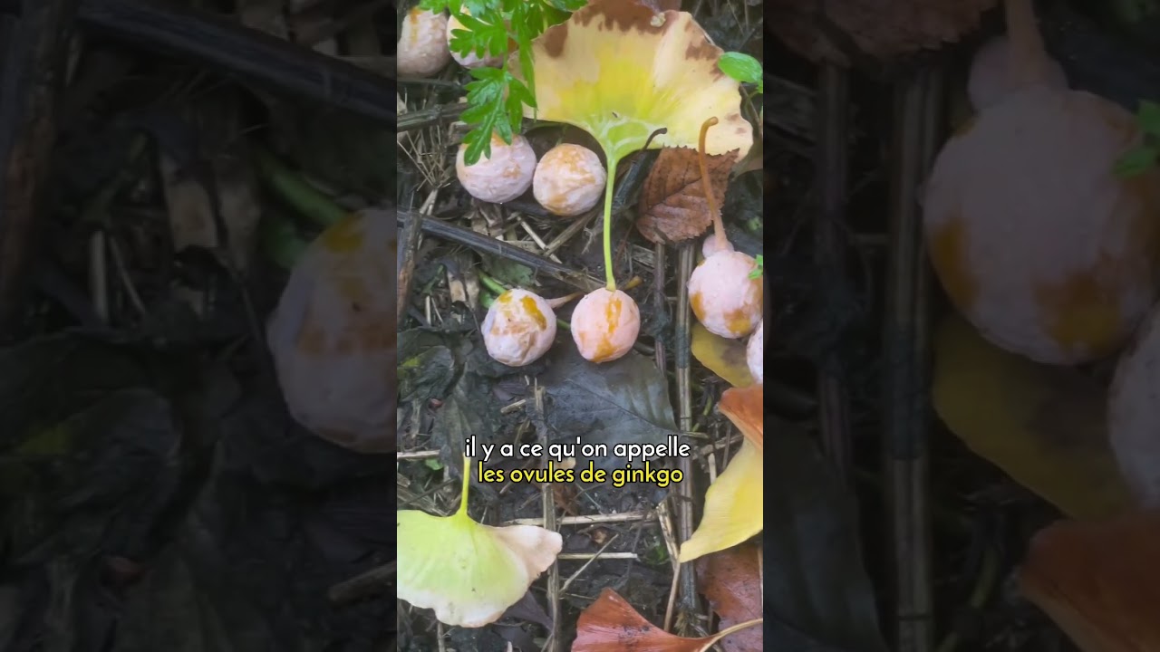 C'est la saison du ginkgo biloba !