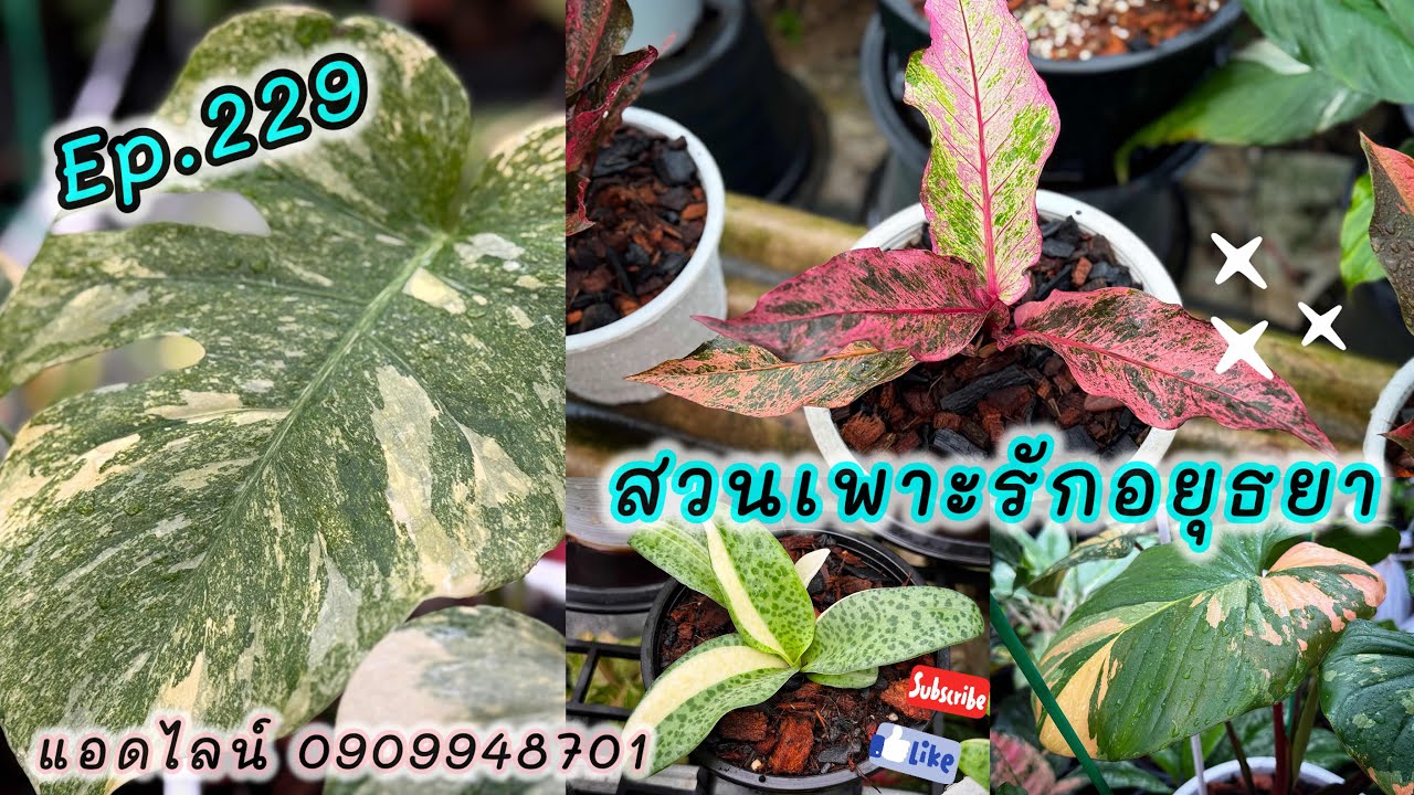 แบ่งปันไม้จ้า สวนเพาะรักอยุธยา ep.229 โทร แอดไลน์ 0909948701 #สวนเพาะรักอยุธยา #plants #ไม้ด่าง 
