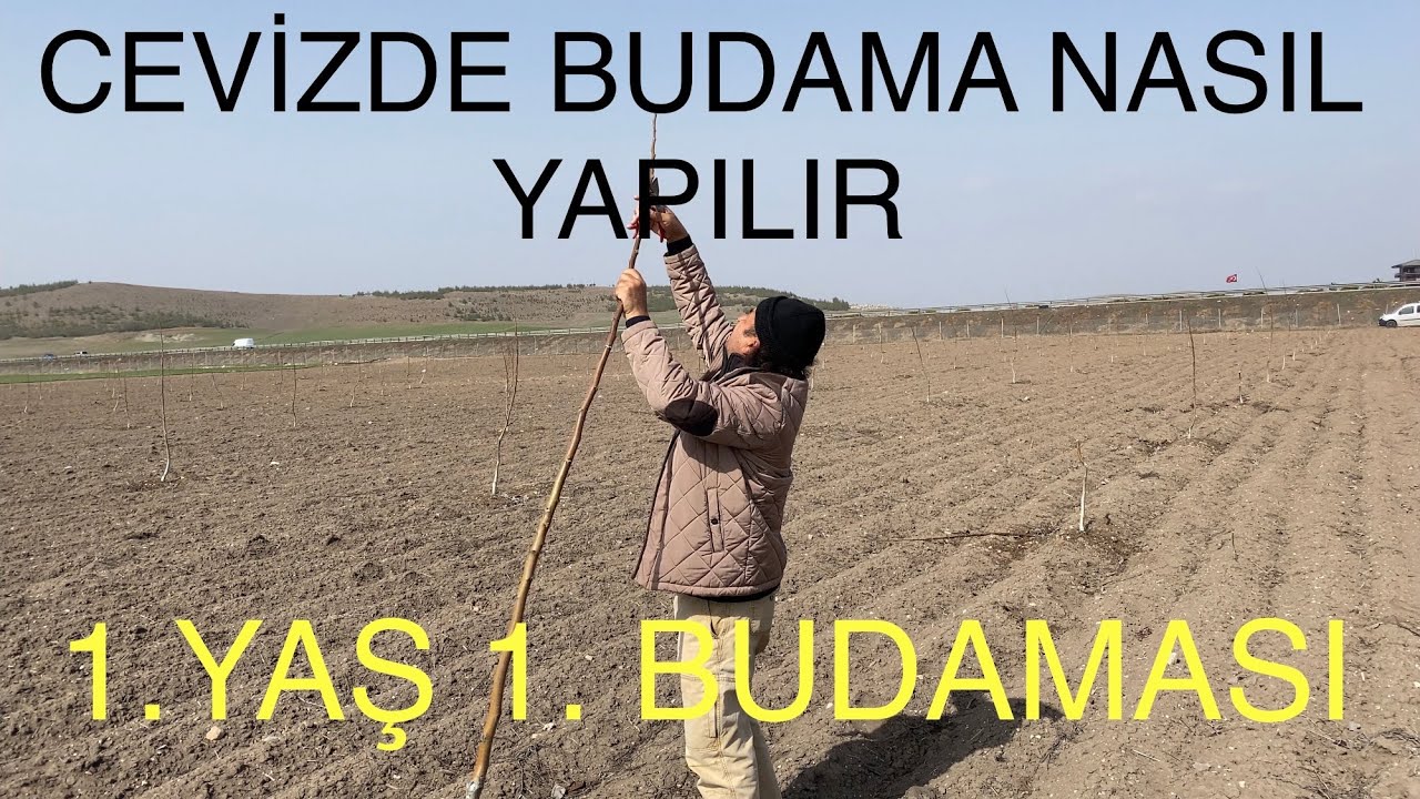 1 YAŞ CEVİZ BUDAMASI NASIL YAPILIR? BİR YAŞ BİRİNCİ BUDAMA. Ceviz Adam Ahmet