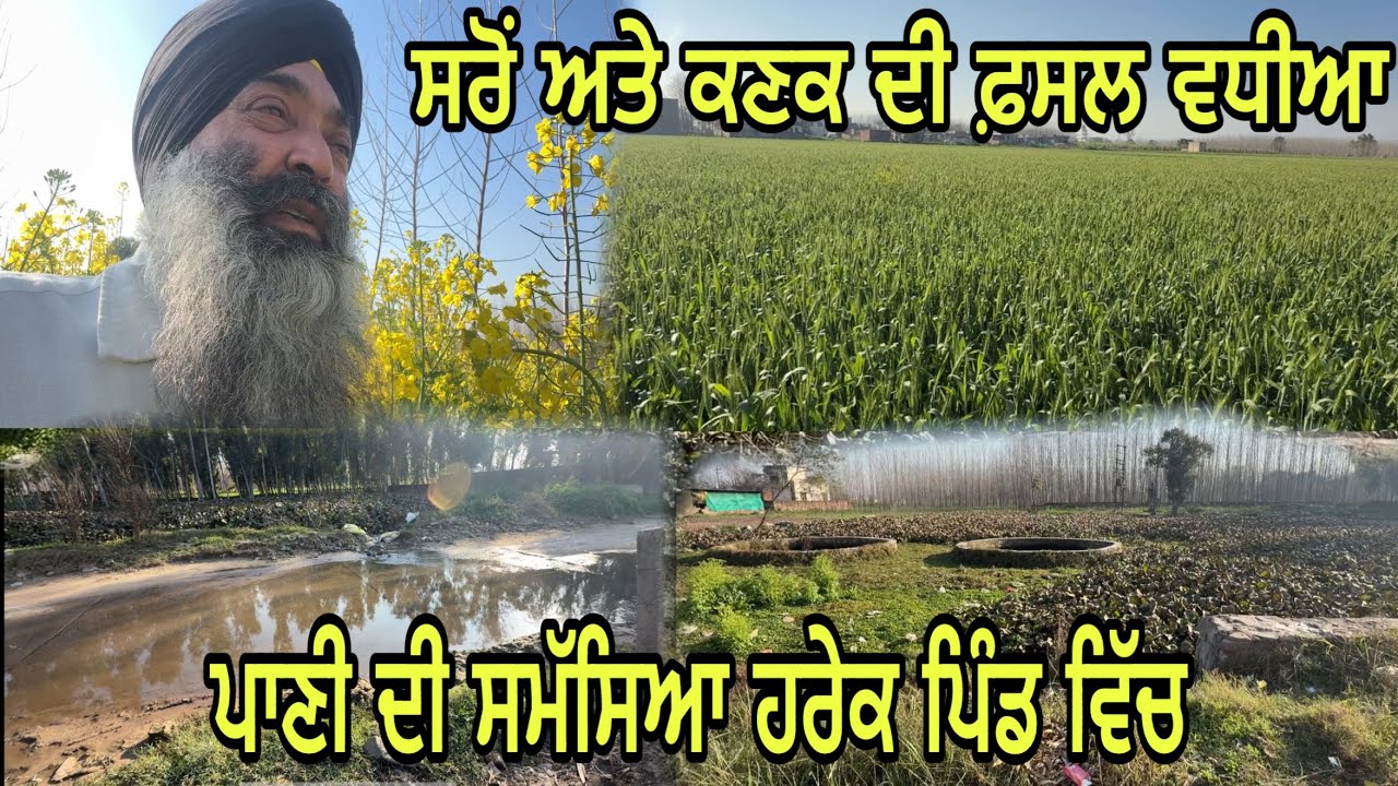 ਨਿਕਾਸੀ ਦੇ ਪਾਣੀ ਦੀ ਸਮੱਸਿਆ ਹਰੇਕ ਪਿੰਡ-ਪਿੰਡ ਵਿੱਚ//ਸਰੋਂ ਅਤੇ ਕਣਕ ਬਹੁਤ ਵਧੀਆ @jagatmasad 