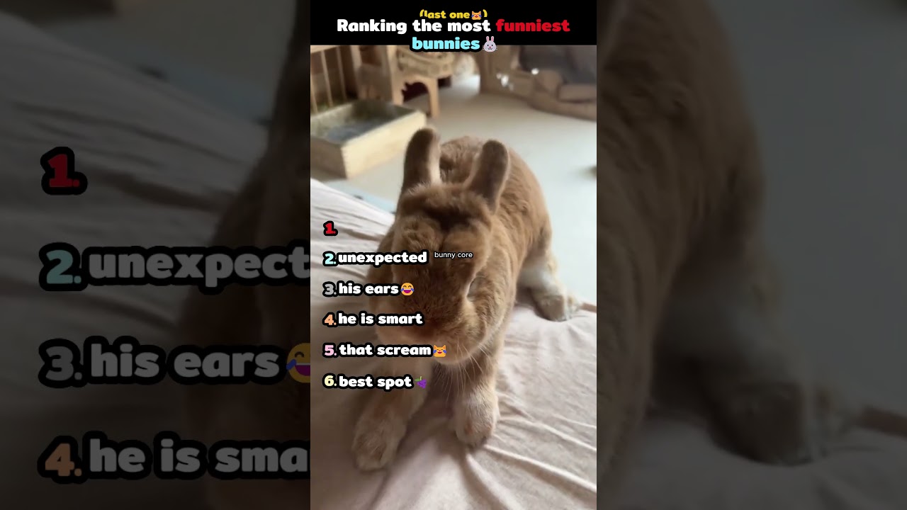 Ranking the most funniest bunnies 🐰😂 #trending #funny #memes #fyp #shorts #viral