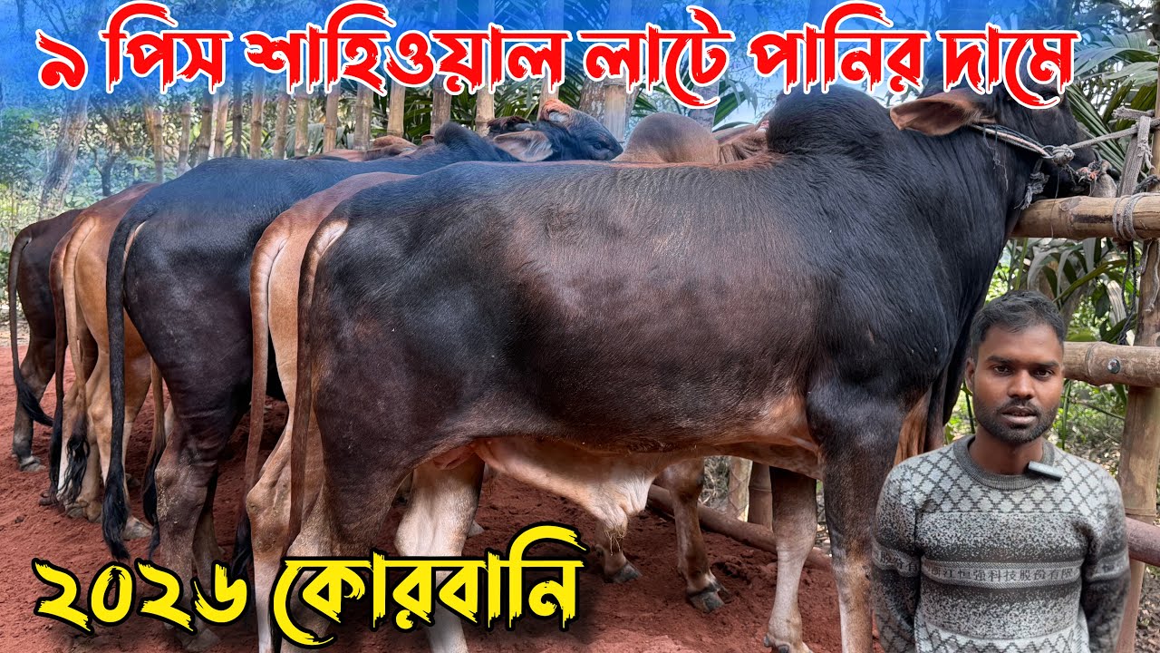 খামার উপযোগী ৯ পিস বড় বড় শাহিওয়াল গরু লাটে কিনুন। ২০২৬ কোরবানি। রাজশাহী সিটি হাট 