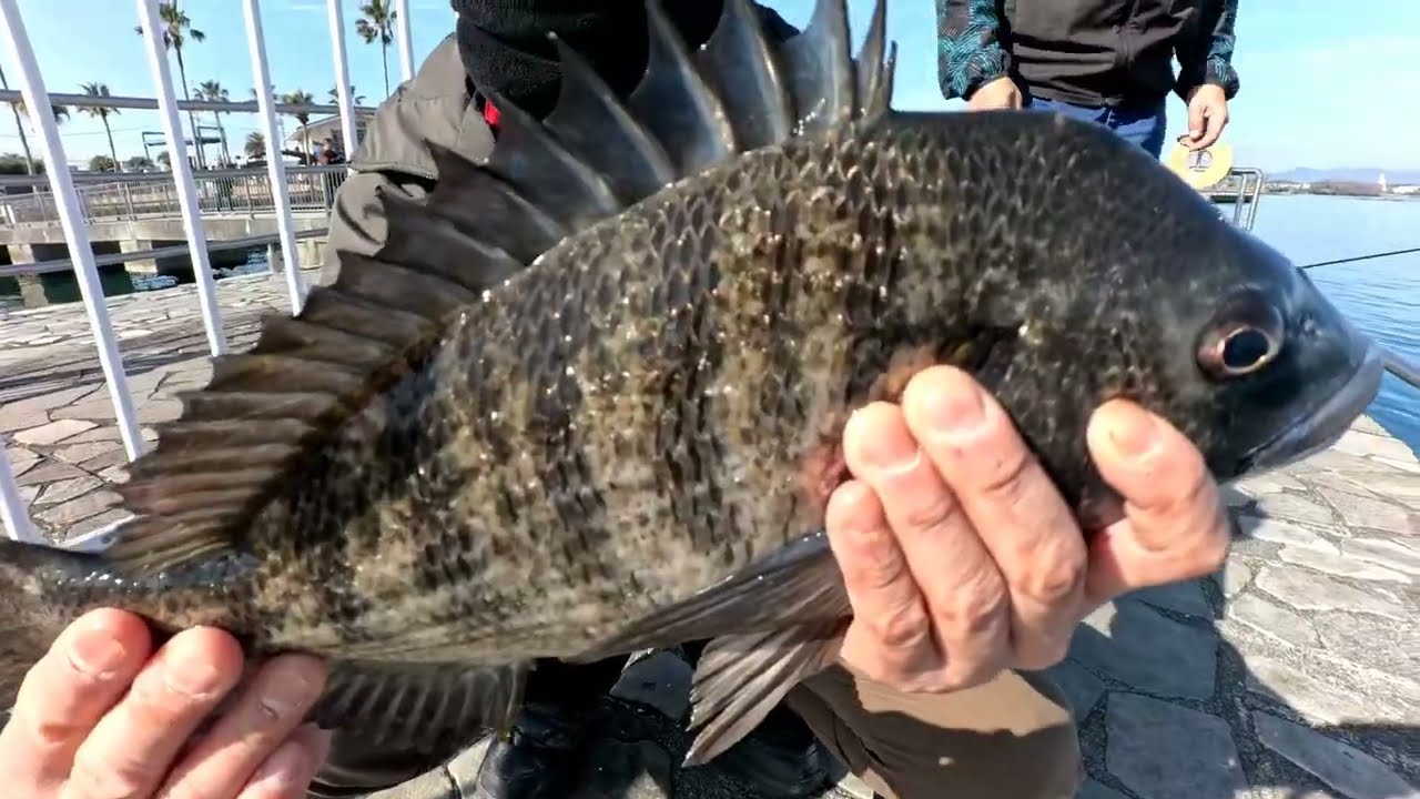 湖西市の海釣公園　チヌ釣れています　２０２６年２月１４日