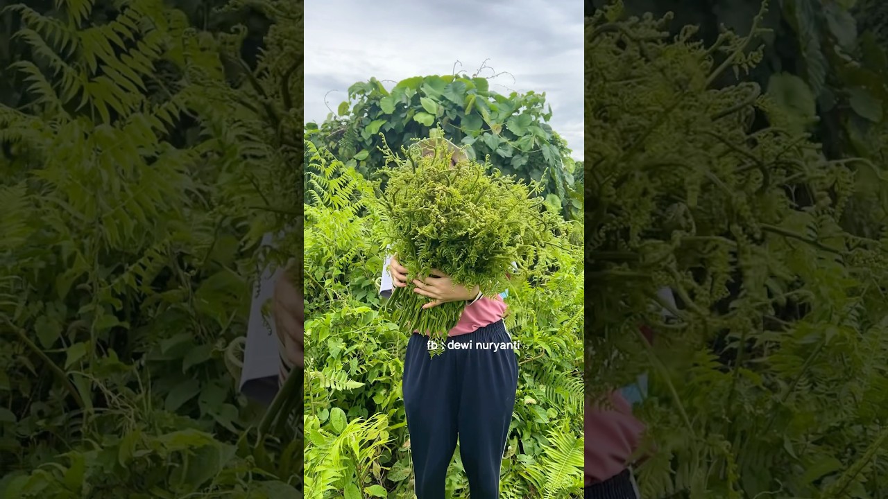 part. Lanjutan ngebolang sayur liar di hutan kalimantan