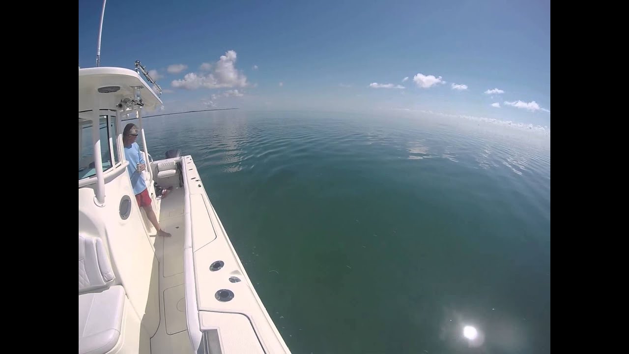 Dolphins off Mariners Club Key Largo
