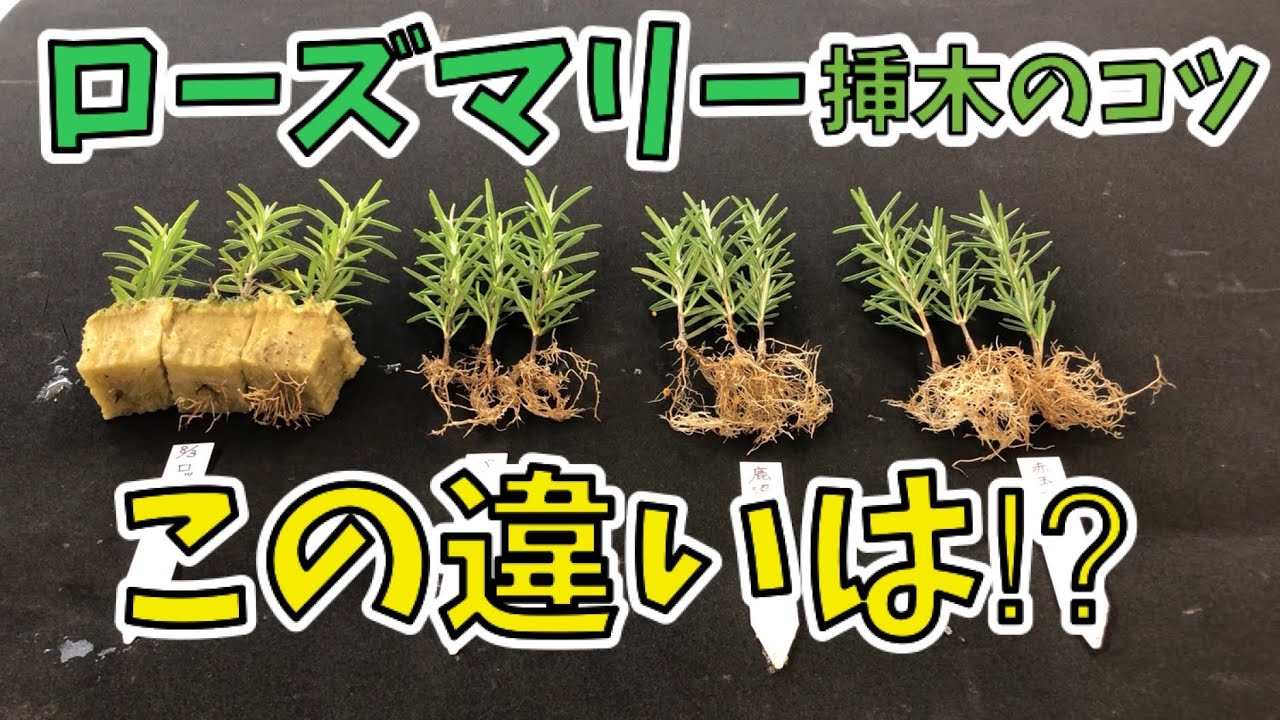 【誰でも簡単】ローズマリー挿し芽（木）のコツ！