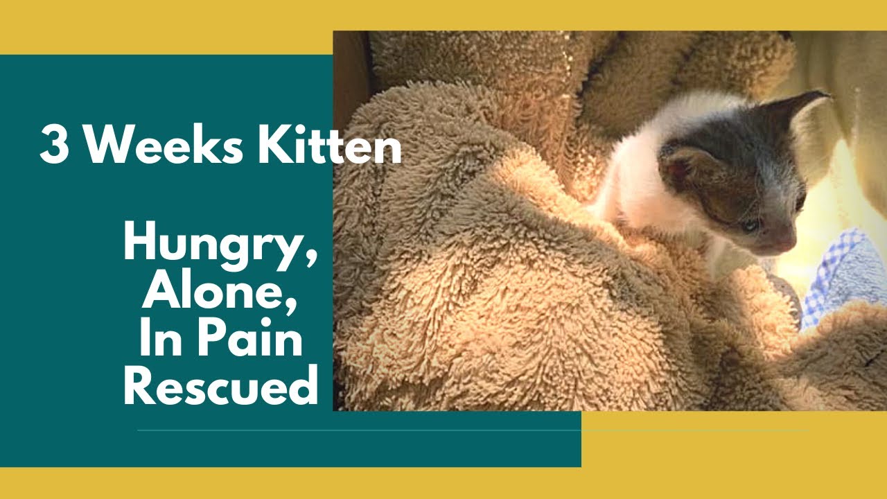 Rescue Story of 3 Weeks Old Abandoned Kitten