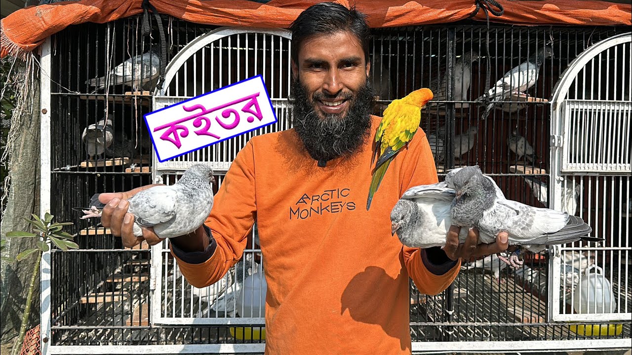 কবুতরের অনেকগুলো বাচ্চা ফুটছে || Bird's Canvas