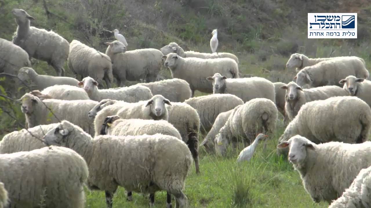 משכן התכלת - תהליך ייצור הציצית - סיכום שמונה המלאכות