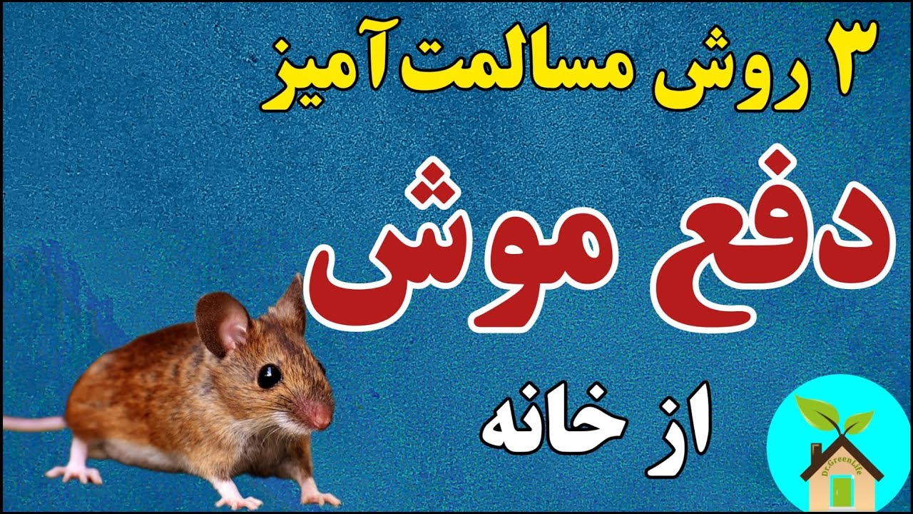 بجای کشتن، موش را فراری بده| ۳ ماده طبیعی دفع موش از خانه| این مواد طبیعی موش&zwnj; رو از خانه فراری میده