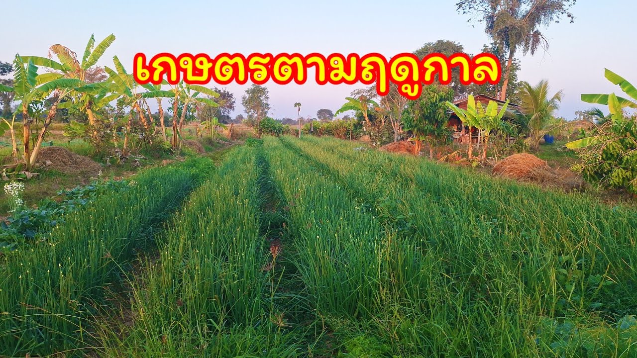 1 กุมภาพันธ์ 2569 หอมแดง กระเทียมเริ่มลงหัวแล้ว อีกไม่นานเกินรอ คงจะได้เก็บผลผลิตแล้ว