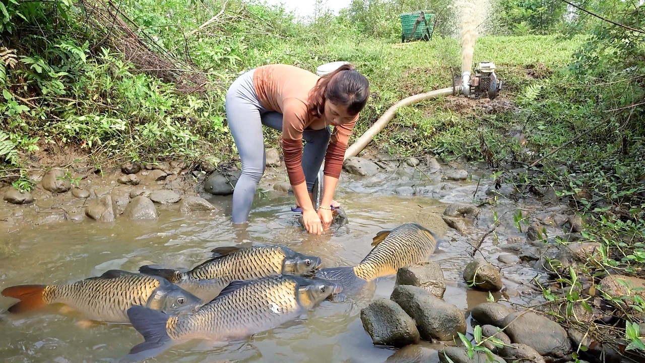 A two-year journey of Catching Giant Catfish, Trap Giant Fish in the River | Nguyet Fishing