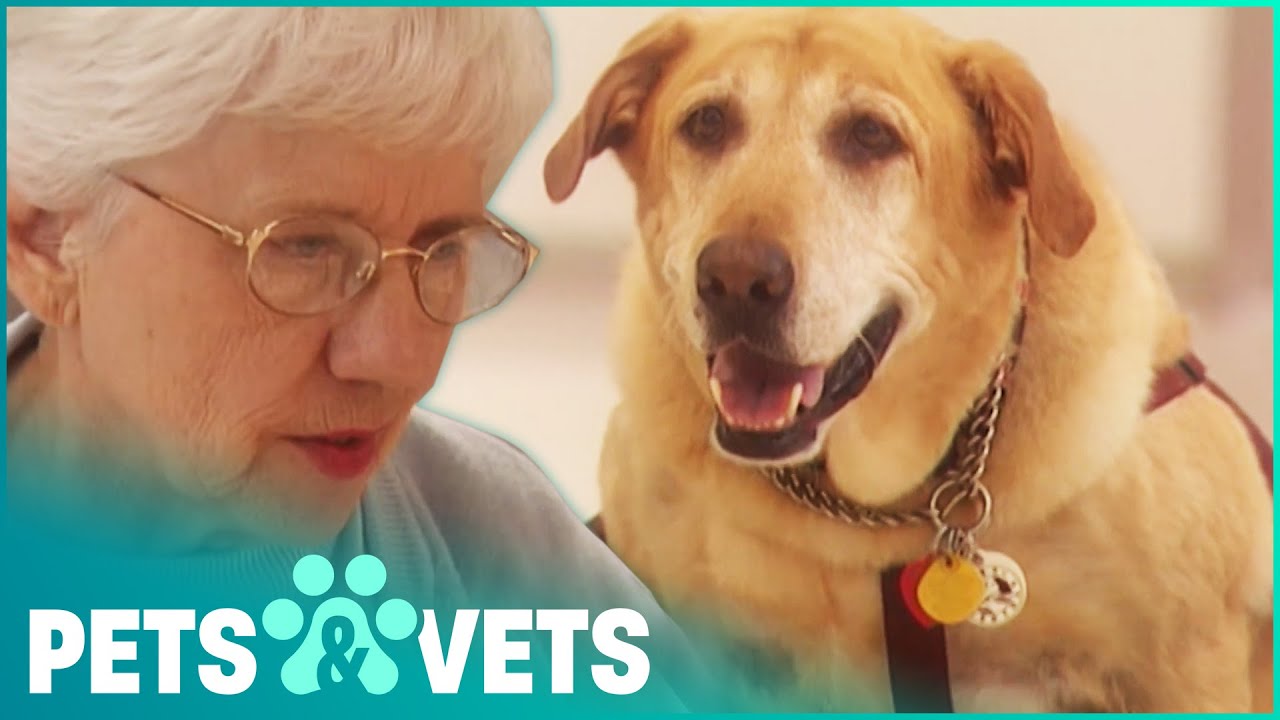Labrador Is The Best Physical Therapy Dog | Dogs with Jobs