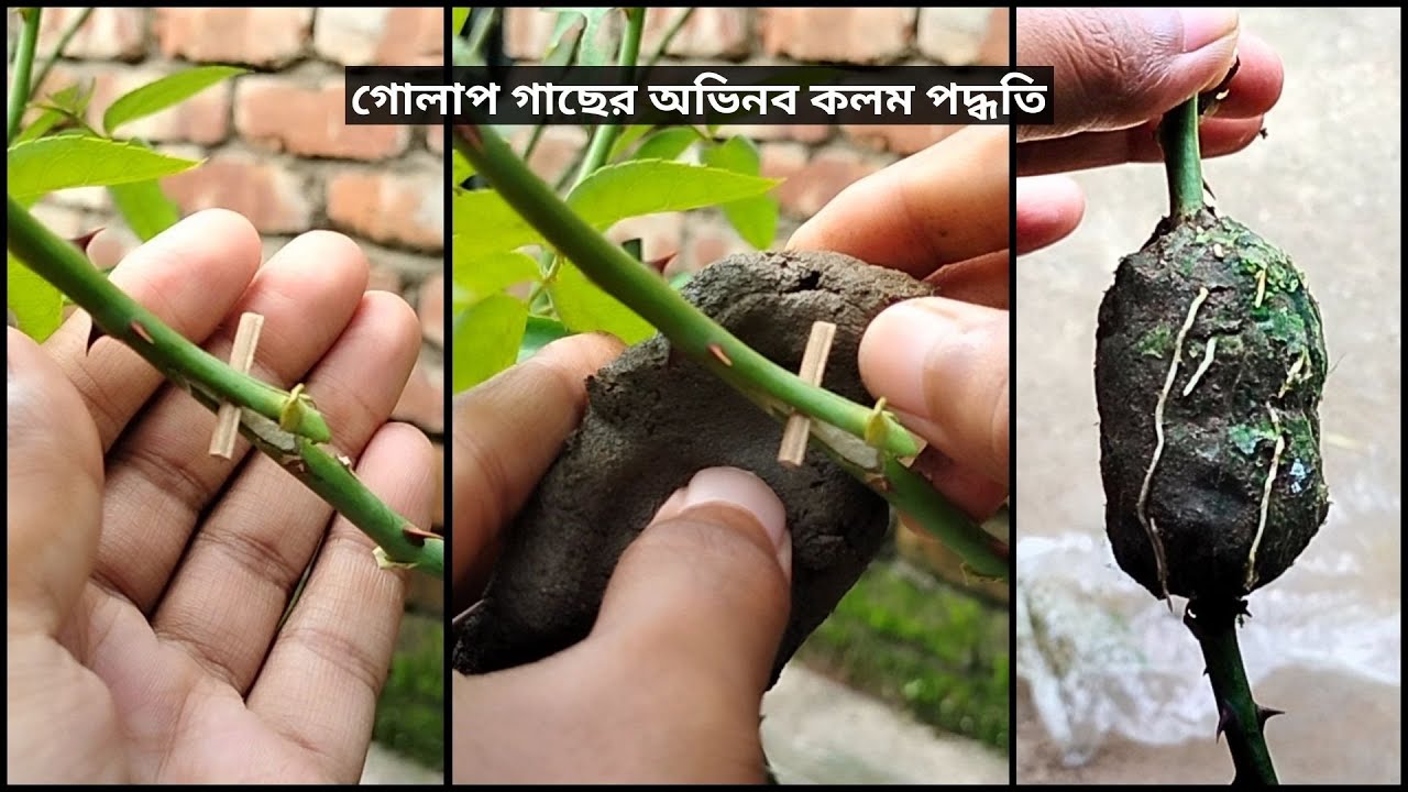 শলা কলম বা গুটি কলম পদ্ধতিতে গোলাপ ফুলের চারা তৈরি | Propagate rose plant by air layering.