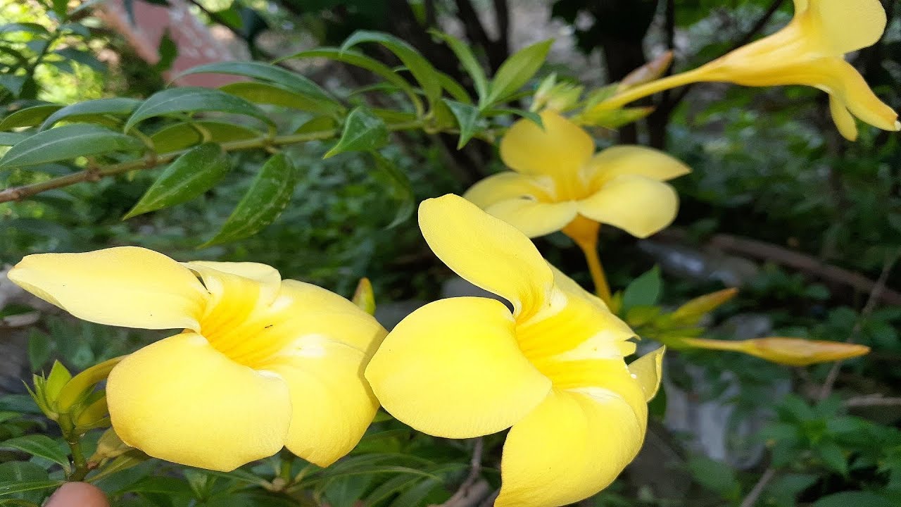 Break up the flower branches and transplant them at home in easy ways