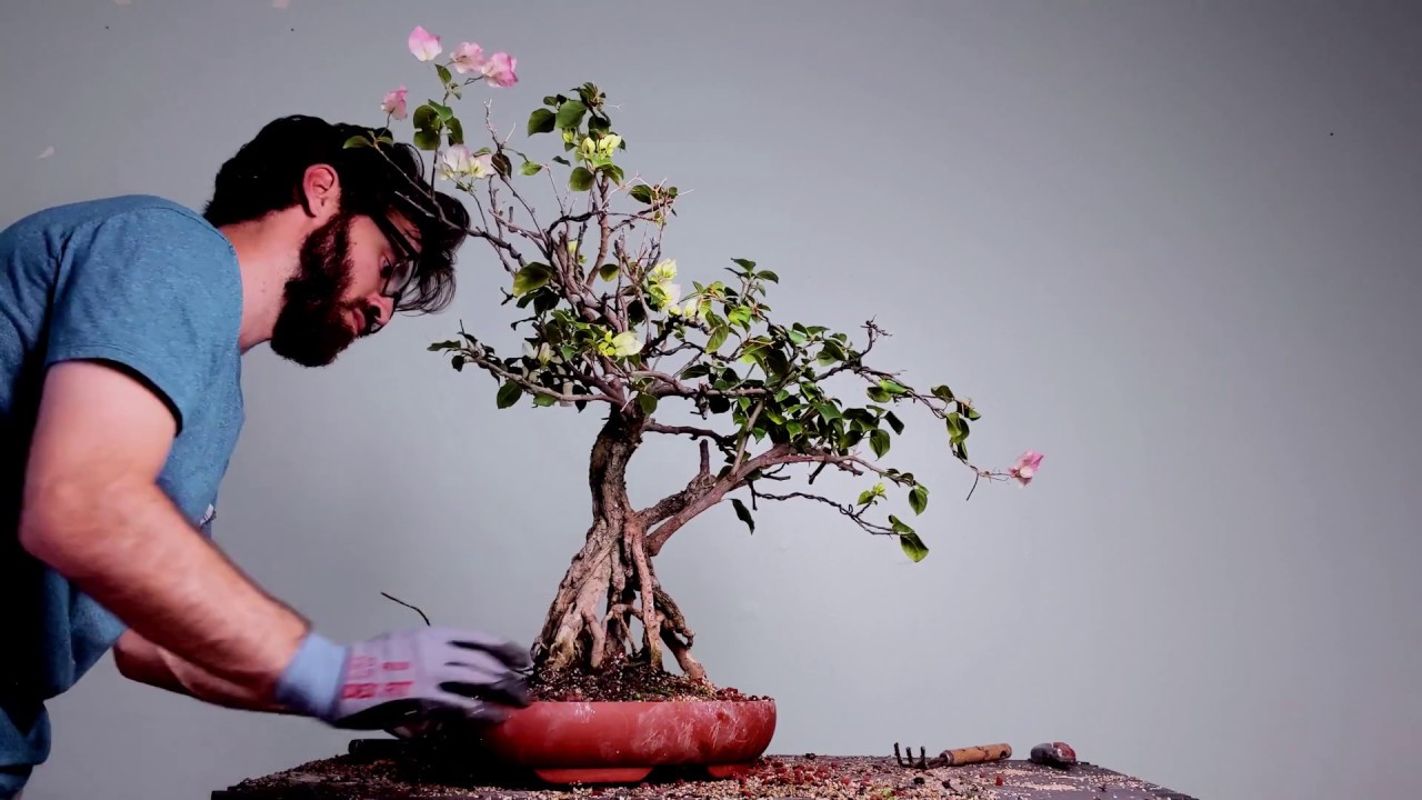 Bonsai Repotting - Exposed Root Bougainvillea
