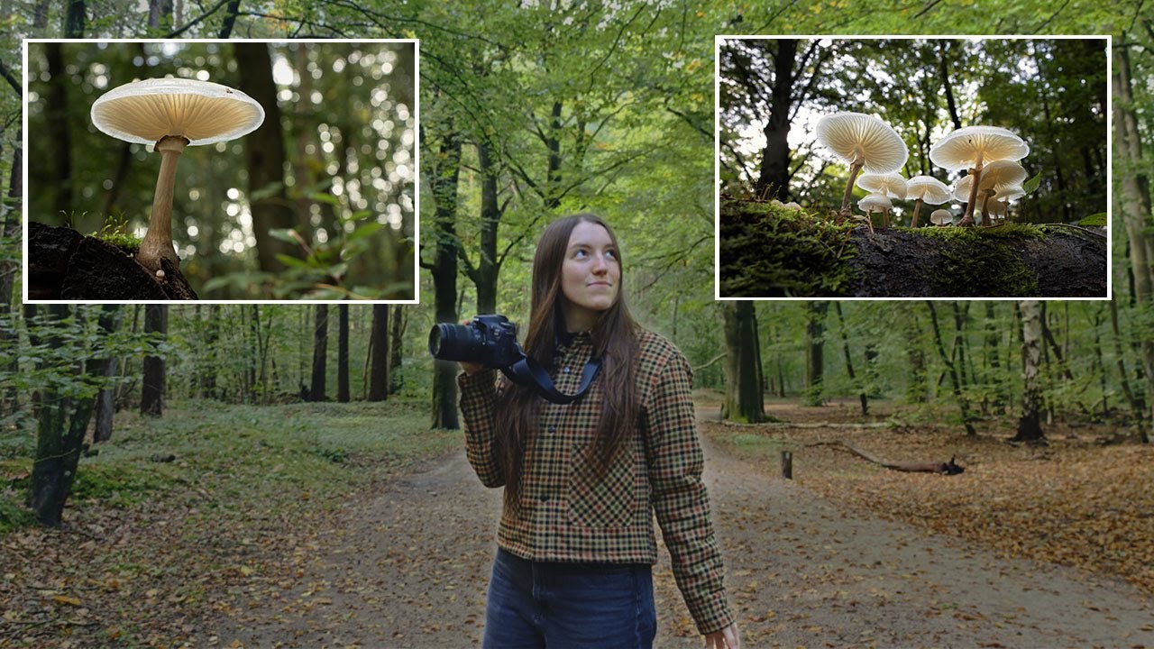 Photography, Mushrooms and Letting Go: An Autumn Forest Bathe