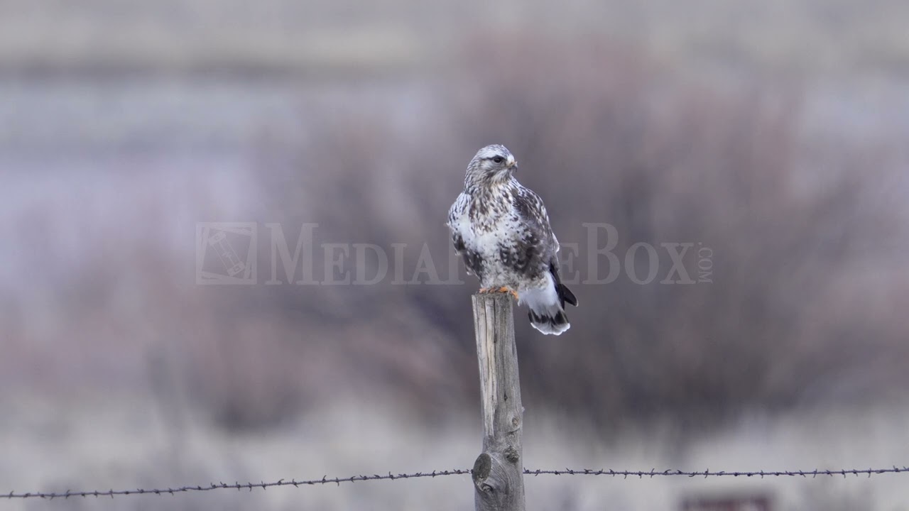 Stock Video - Rough Legged Hawk on fence post flying away