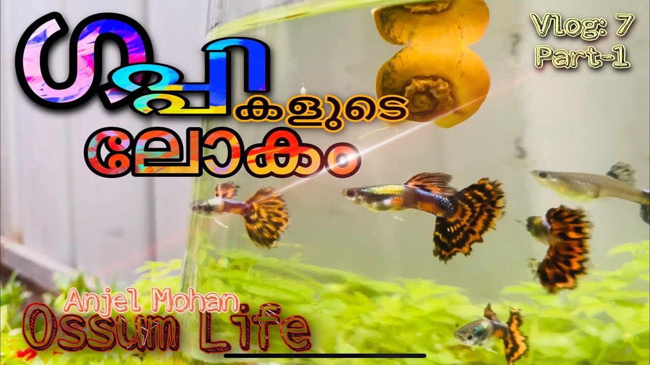 World of Guppy&rsquo;s & Aquatic Plants . Vlog: 7. Part :1