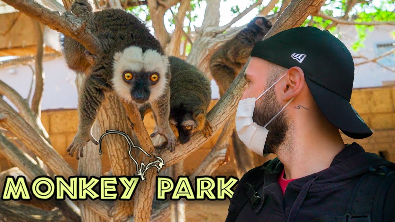 Un'altra TRANQUILLA GIORNATA a Tenerife | Monkey Park 🙊