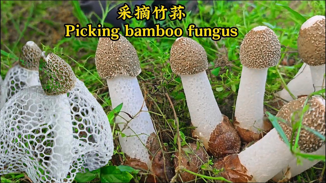 沉浸式采摘竹荪Immersive picking of bamboo fungus#villagelife#rurallife #farming#naturerurallife#satisfying