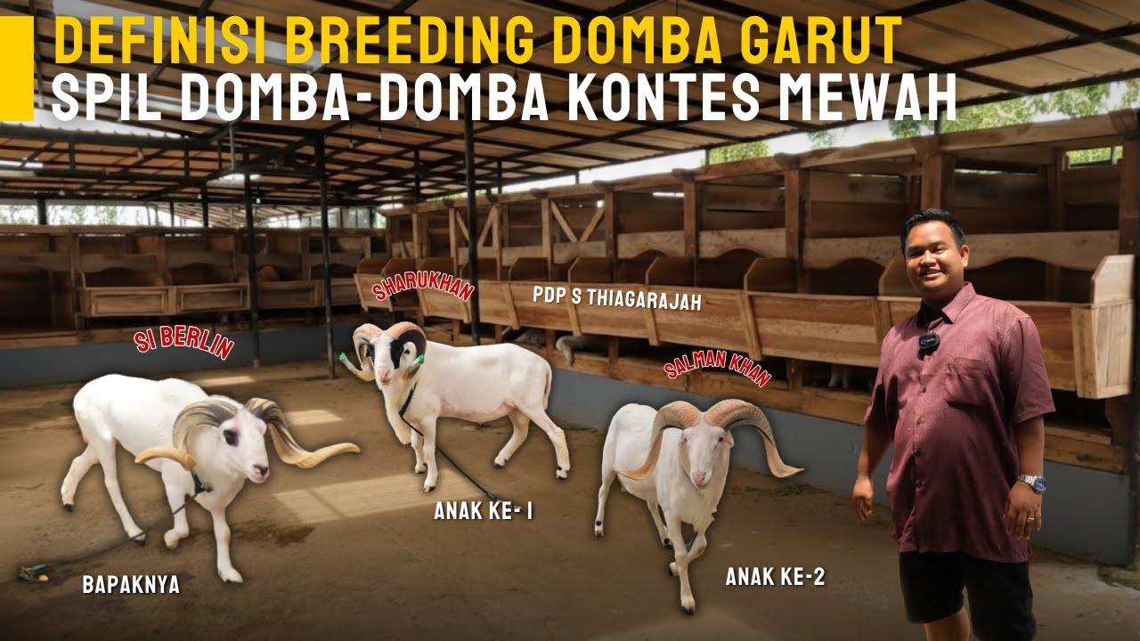 Овчарня Garut Sheep Pen проводит роскошные соревнования, поддерживая превосходную генетику