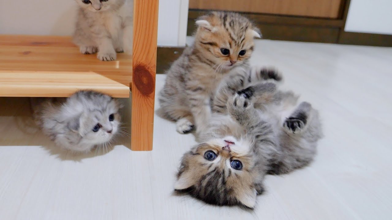 Котенок, которого волновала напряженная борьба, был таким милым!