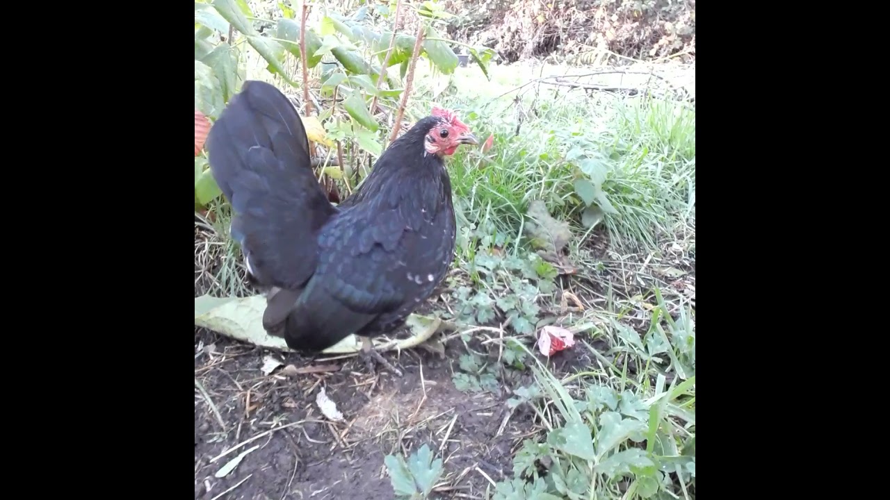 Part 2, my sweet chickens.