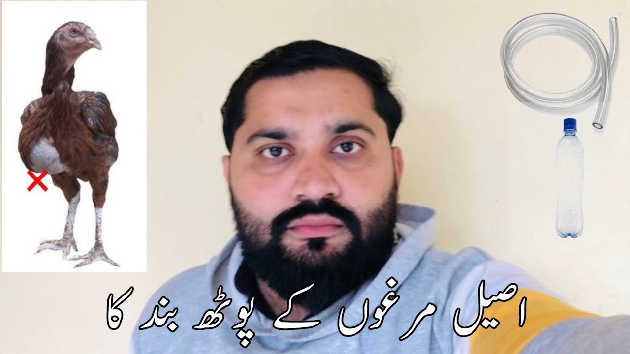 Aseel murgy k poth band ka ilaj | aseel ka opration kasy karyn #aseelmurga #swataseels #birds
