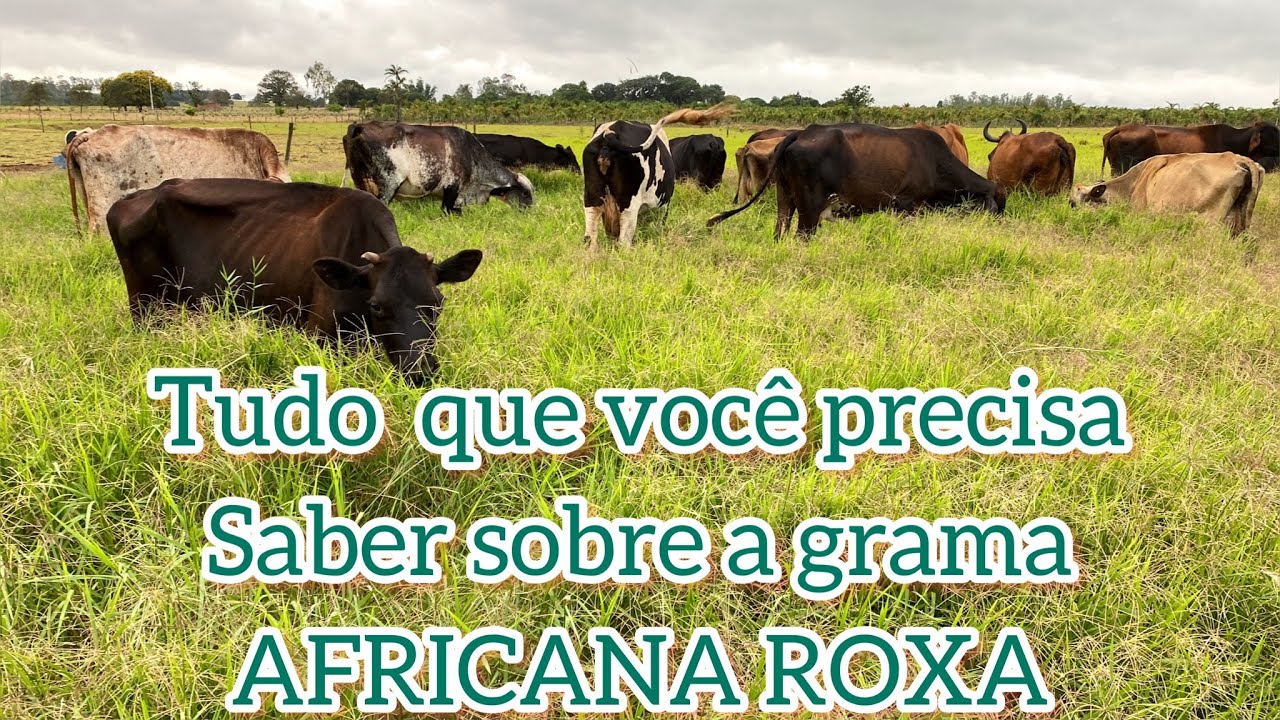 Dicas e pontos positivos e negativos da Grama Africana Roxa.
