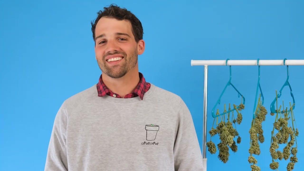 How to Harvest your Cannabis Plants