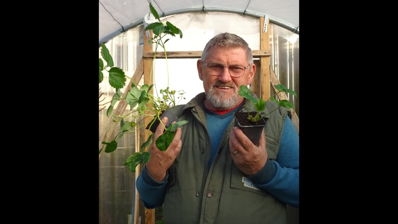 le 11/11/2022: Comment planter les fraisiers ?