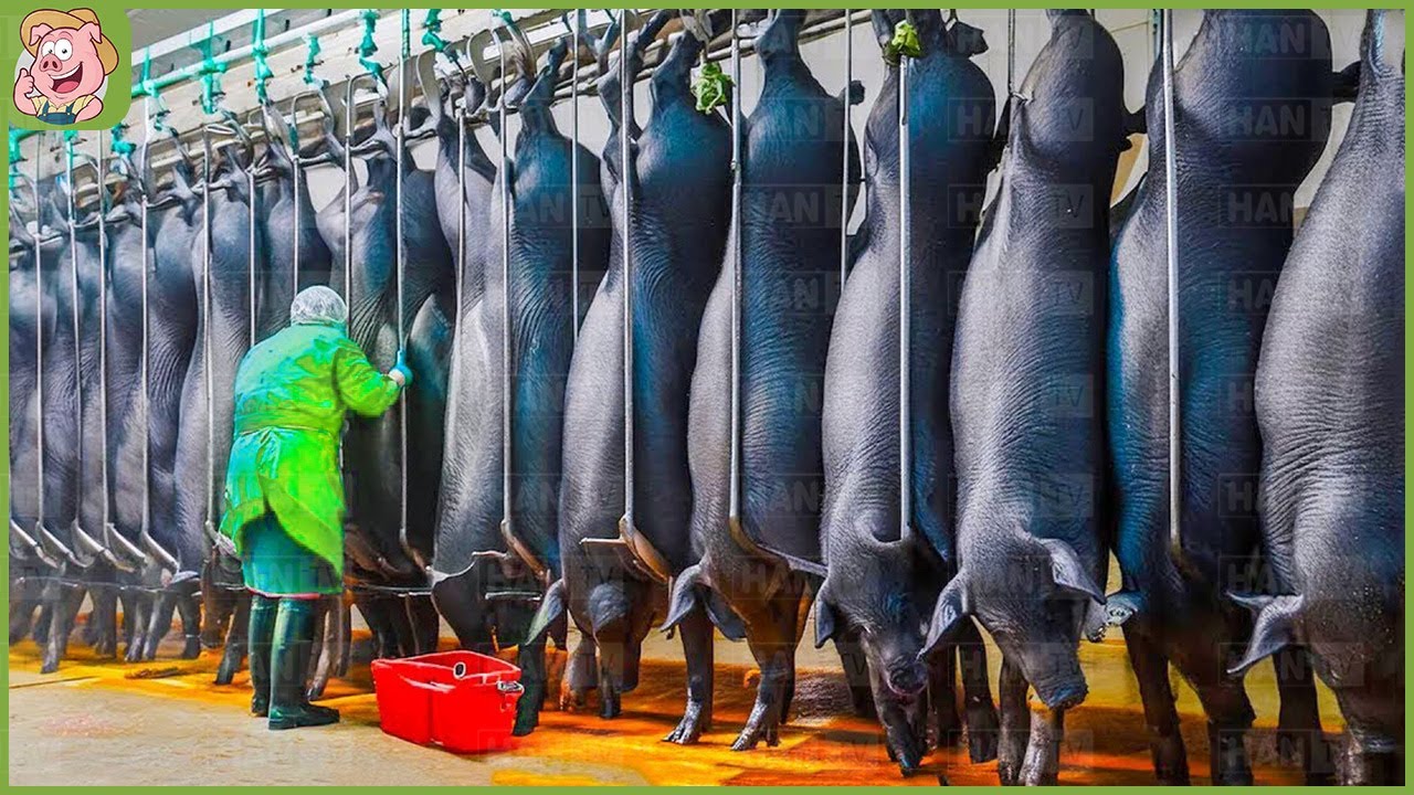 ¿Cómo crían los agricultores españoles a los cerdos negros y producen el jamón más caro del mundo?
