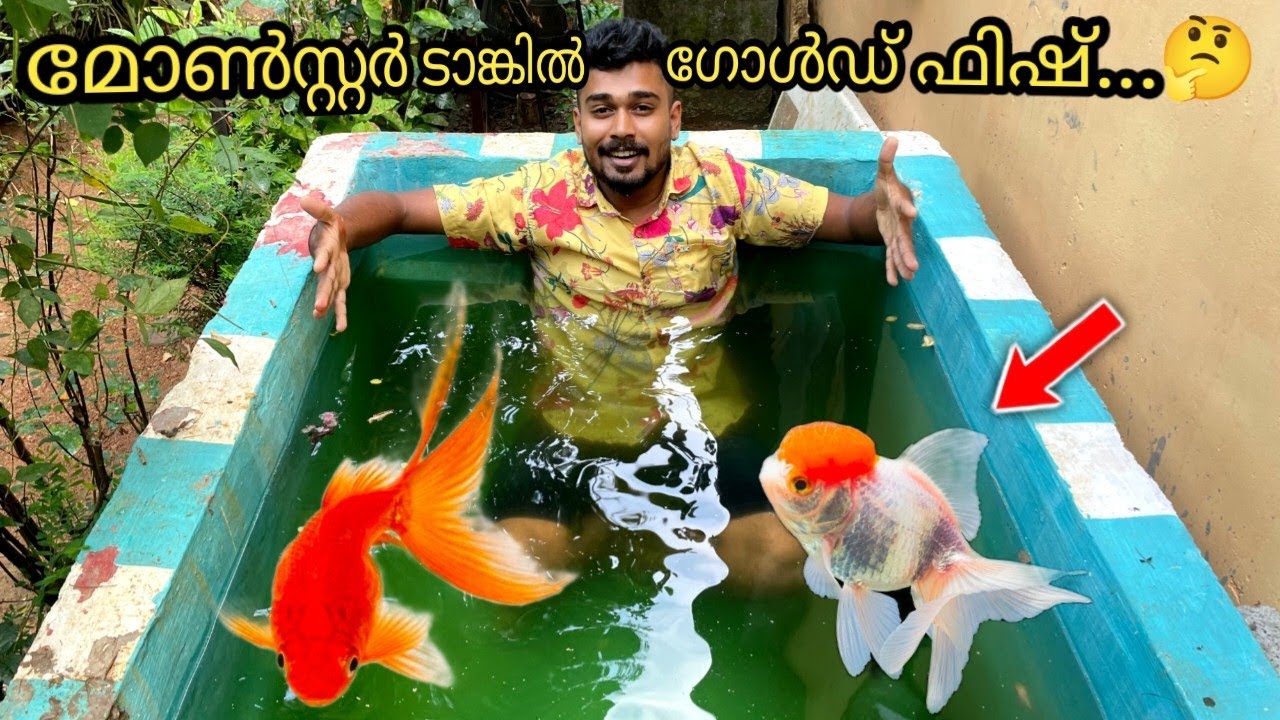 കടയിലെ മുഴുവൻ ഗോൾഡ് ഫിഷുകളെയും വാങ്ങി...😍 | buying huge quantity gold fish | gold fish tank | monste