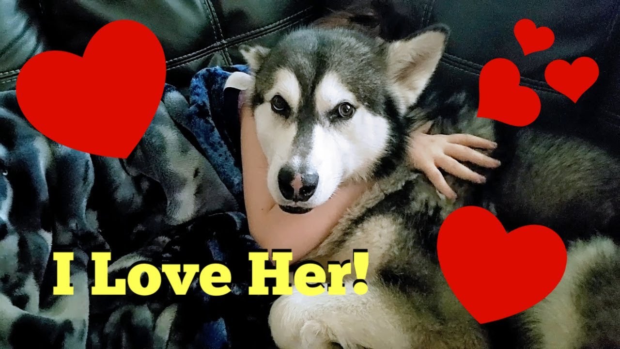 Tonka The Malamute Reunited With Alana His Niece