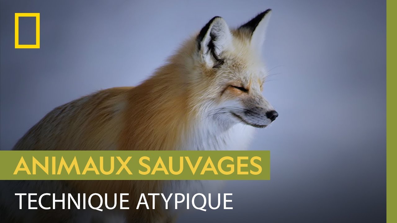 Les myst&eacute;rieux bonds du renard en chasse
