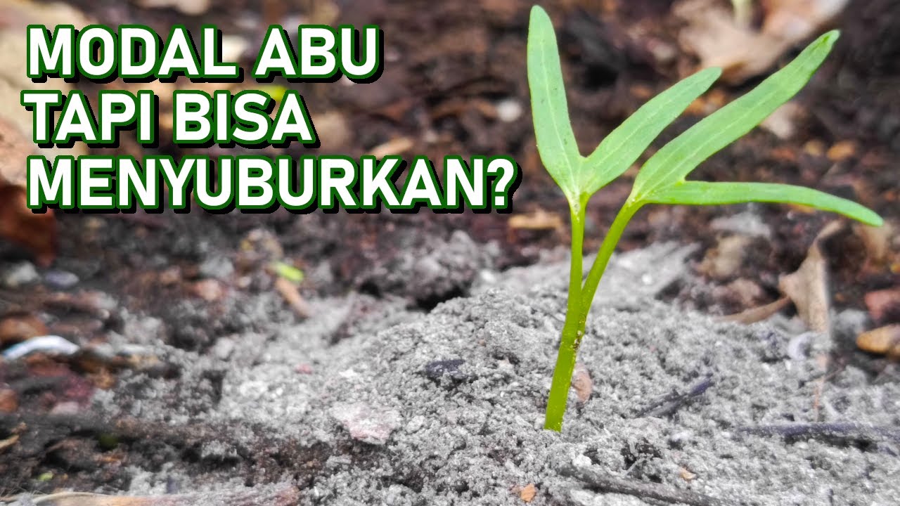 Menyuburkan kembali tanaman yang tidak membesar dengan abu sisa pembakaran