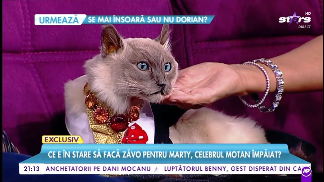 Oana Zăvoranu și-a adus motanul împăiat la TV! Inima și limba sunt conservate