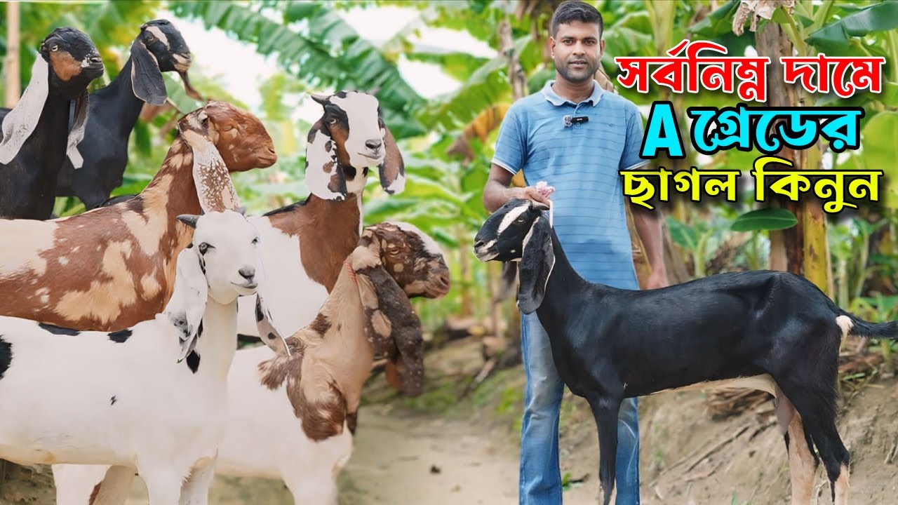 A গ্রেডের ছাগল কিনুন সর্বনিম্ন দামে জাকির ভাইয়ের বাণিজ্যিক খামার থেকে।