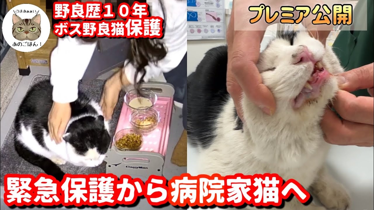 【まとめ】野良歴１０年のボス猫緊急保護から病院へ１週間のまとめ以外な結果に…