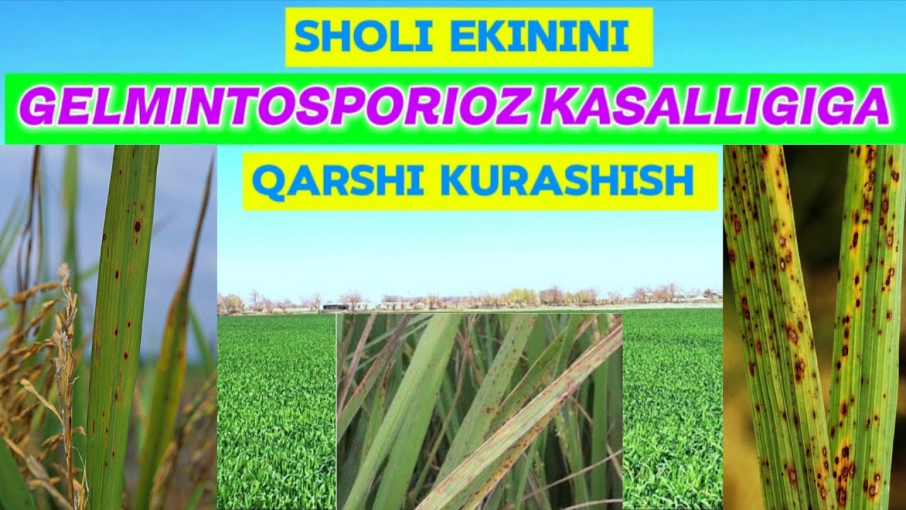 SHOLI EKININI GELMINTOSPORIOZ KASALLIGIGA QARSHI KURASHISH. 