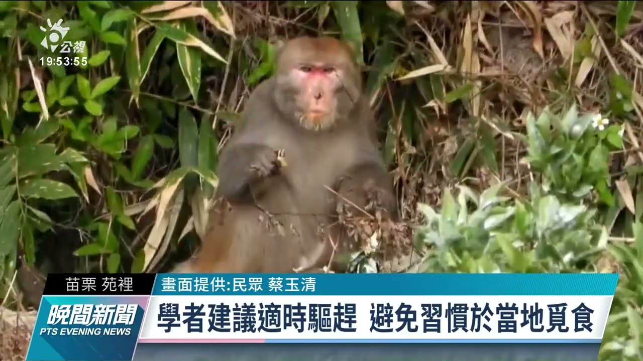 苗栗火炎山獼猴群 入侵當地果園、破壞農作物｜20220126 公視晚間新聞