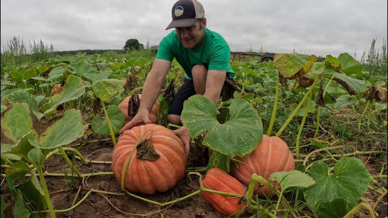 Fall Pumpkin Harvest in Georgia!