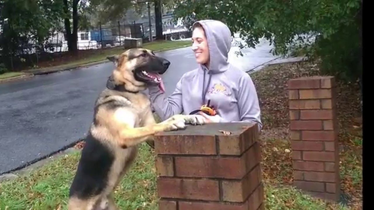 3 Year Old German Shepherd 