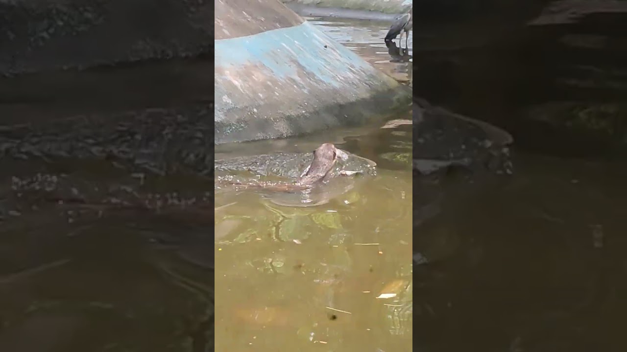 തിരുവനന്തപുരം കടുവക്ക് കുഞ് പൂച്ച കുഞ് 😵🦚👀എല്ലാരും കാണട്ടെ ❤️#subscribe #minivlog 